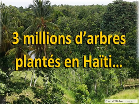 Arbres plantés par les PFST en Haïti.