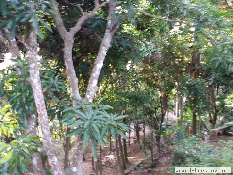 Périmètre recouvert d'arbres fruitiers à Palmiste-à-Vin